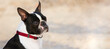 Outdoor head portrait of a 2-year-old black and white dog, young purebred Boston Terrier in a park.
Boston terrier dog posing in city center park. Large copy space, blurry background.