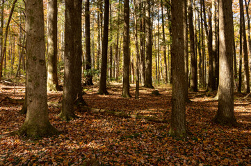 Wall Mural - Leaves Cover The Empty Forest Floor