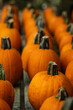 pumpkins on the ground in a row