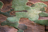 Fototapeta Góry - sycamore tree bark as camouflage 