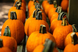 Fototapeta Góry - pumpkins lined up