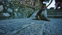 Monkey Eating Crackers On Stone Path