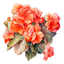 Begonias Tuberhybrida Flower Watercolor Object Isolated Png.