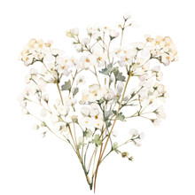 Gypsophila Paniculata Flower Watercolor Object Isolated Png.