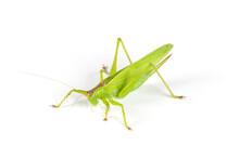 Green Grasshopper Isolated On White Background.