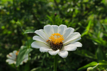 white daisy flower