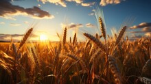 Landscape Of A Rural Summer In The Country. Field Of Ripe Golden Wheat In Rays Of Sunlight At Sunset Against Background Of Sky With Clouds.