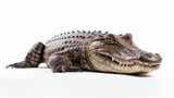 Fototapeta  - A crocodile on a white background