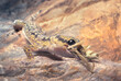 A wild inland marbled velvet gecko (Oedura cincta) feeds on a mantis insect on a rock face at night, Australia