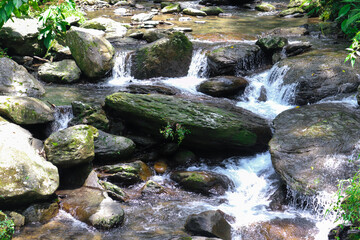 The river flows in the middle of the forest