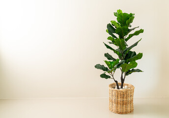  Fiddle Fig in wicker basket