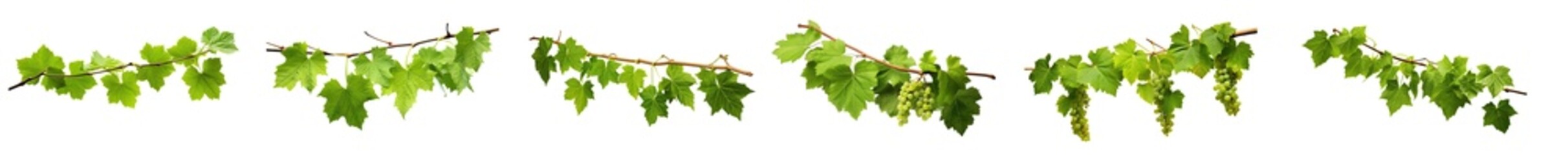 Wall Mural - Collection of green grape ivy plants, tropical hanging leaves, and border decoration plants, isolated on a transparent background with PNG, cutout, or clipping path.