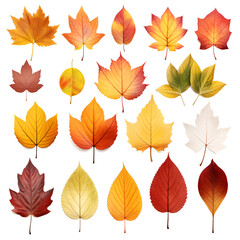 Wall Mural - a set of autumn leaves on a white background.