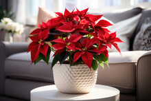 Indoor Flower Christmas Star, Poinsettia In A Pot In The Interior Decor Of The House