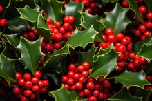 Closeup Of Holly Beautiful Red Berries And Sharp Leaves. Symbol Of Christmas In Europe.