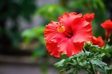 Red hibiscus flower on a green background. In the tropical garden.