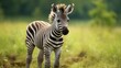  a baby zebra standing in the grass in a field of tall grass.  generative ai