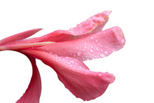 Pink Canna Flower With Droplets On Isolated Background