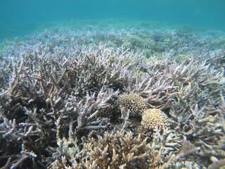 Wall Mural - coral reef and coral scene drifting over coral