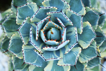 Wall Mural - Macro Green Blue fresh Succulent echeveria plant - Texture background - Green Blue nature concept , Floral backdrop and beautiful detail