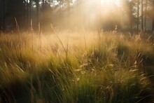 Grass Forest Morning Sun. Nature Fog. Generate Ai