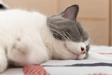 Wall Mural - british short hair cat sleeping on the bed comfortablely