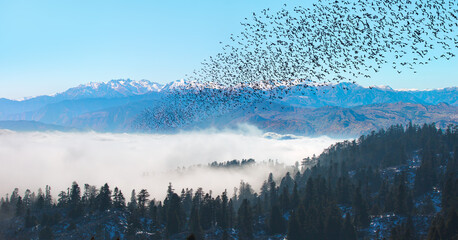 Wall Mural - Silhouette of many birds flying over the forest - Beautiful landscape with cascade blue mountains at the morning - View of wilderness mountains during foggy weather