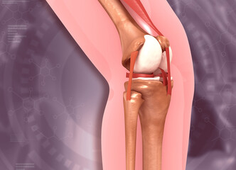 Wall Mural - Human knee anatomy on scientific background. 3d illustration.