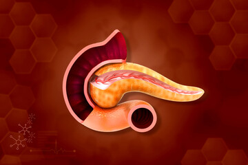 Wall Mural - Pancreas anatomy on scientific background. 3d illustration..