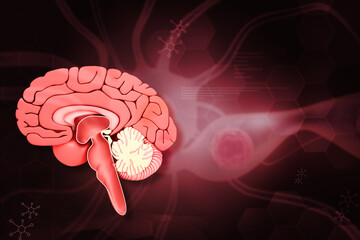 Human brain cross section anatomy. 3d illustration.