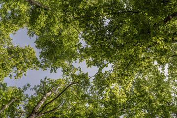 sky through leaves at beech wood onTerminillo mountain range, Italy