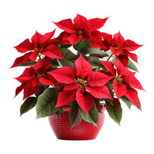 Christmas Plant, Red Poinsettia Flower Pot Isolated On White Transparent Background, PNG
