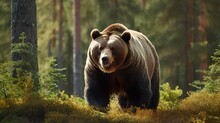 Big Brown Bear In A Forest