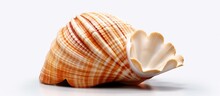 Illustration Of A Sea Shell Isolated On A White Background 