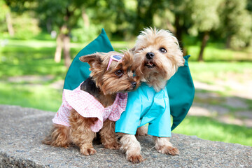 Two cute dogs, Yorkshire terrier breed, one of them dressed in a dragon costume with horns and wings, the second in a pink dress, in an open space, against a blurred background of natural greenery.