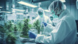 Scientists in the laboratory conduct tests and checks with hemp