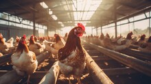 Chicken Farm, AI Generated Image