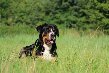 Wall Mural -  Portrait of a pretty tricolor Greater Swiss Mountain Dog lying in a green meadow