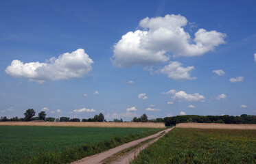 Canvas Print - Feldweg bei Muenster in Hessen