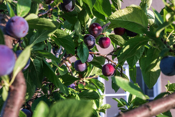 Wall Mural - Shallow depth of field. Ripe plums on a tree in the garden. Fresh organic fruit with green leaves on a branch of a plum tree in the orchard. Plum on a tree branch close-up in a summer garden.