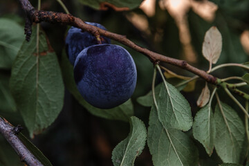 Wall Mural - Fresh organic fruit with green leaves on a branch of a plum tree in the orchard. Ripe plums on a tree in the garden. A blue plum on a branch. Ripe plums on a tree branch, ready to be harvested.