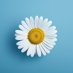 Wall Mural - One white Daisy or Chamomile flower isolated on blue background, top view