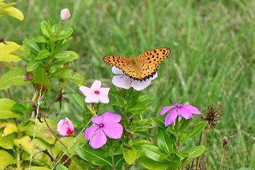 Poster - An Argyreus hyperbius. Lepidoptera Nymphalidae male butterfly. This butterfly can be seen in familiar places such as grasslands, and the male has a black border on the outer edge of its hind wings.