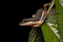 Anolis Oxylophus, The Stream Anole, Is A Species Of Lizard In The Family Dactyloidae. The Species Is Found In Costa Rica, Nicaragua, Panama, And Honduras.