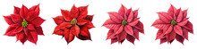 Poinsettia Flower Hyperrealistic Highly Detailed Isolated On Transparent Background PNG File
