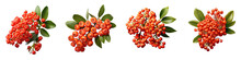 Pyracantha Flower Hyperrealistic Highly Detailed Isolated On Transparent Background PNG File