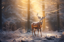 Mystic Christmas Reindeer In Wonderful Winter Forest. Stag Among Snowy Trees On Magical Christmas Evening.