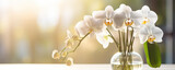 Fototapeta Kwiaty - beautiful white orchid flowers blooming at autumn time. banner