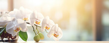 Beautiful White Orchid Flowers Blooming At Autumn Time. Banner