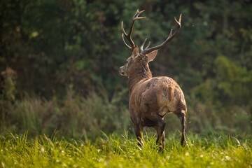 Sticker - Deer male buck ( Cervus elaphus ) during rut